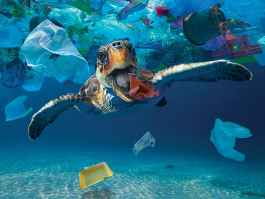 How we are fighting Plastic Pollution, one step at a time.